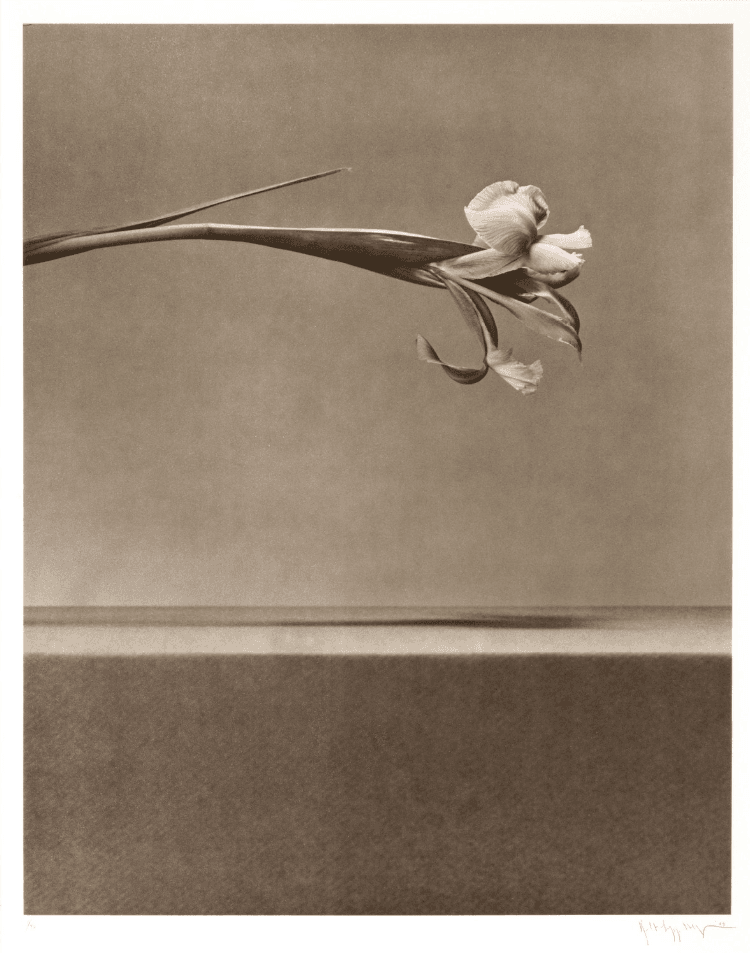 Robert Mapplethorpe | Flowers I | Buy & Sell | FairArt