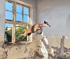 thumbnail_Josh_Keyes_Inside_Ou